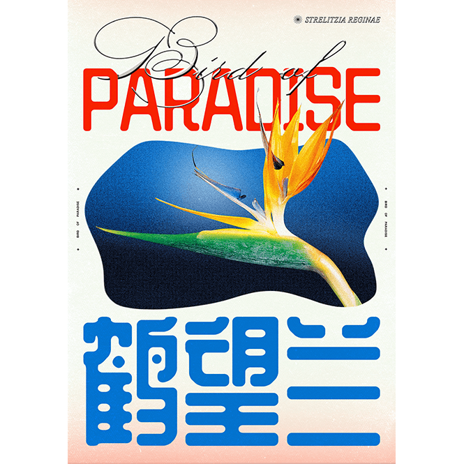 Bird of Paradise - Epi.to.me