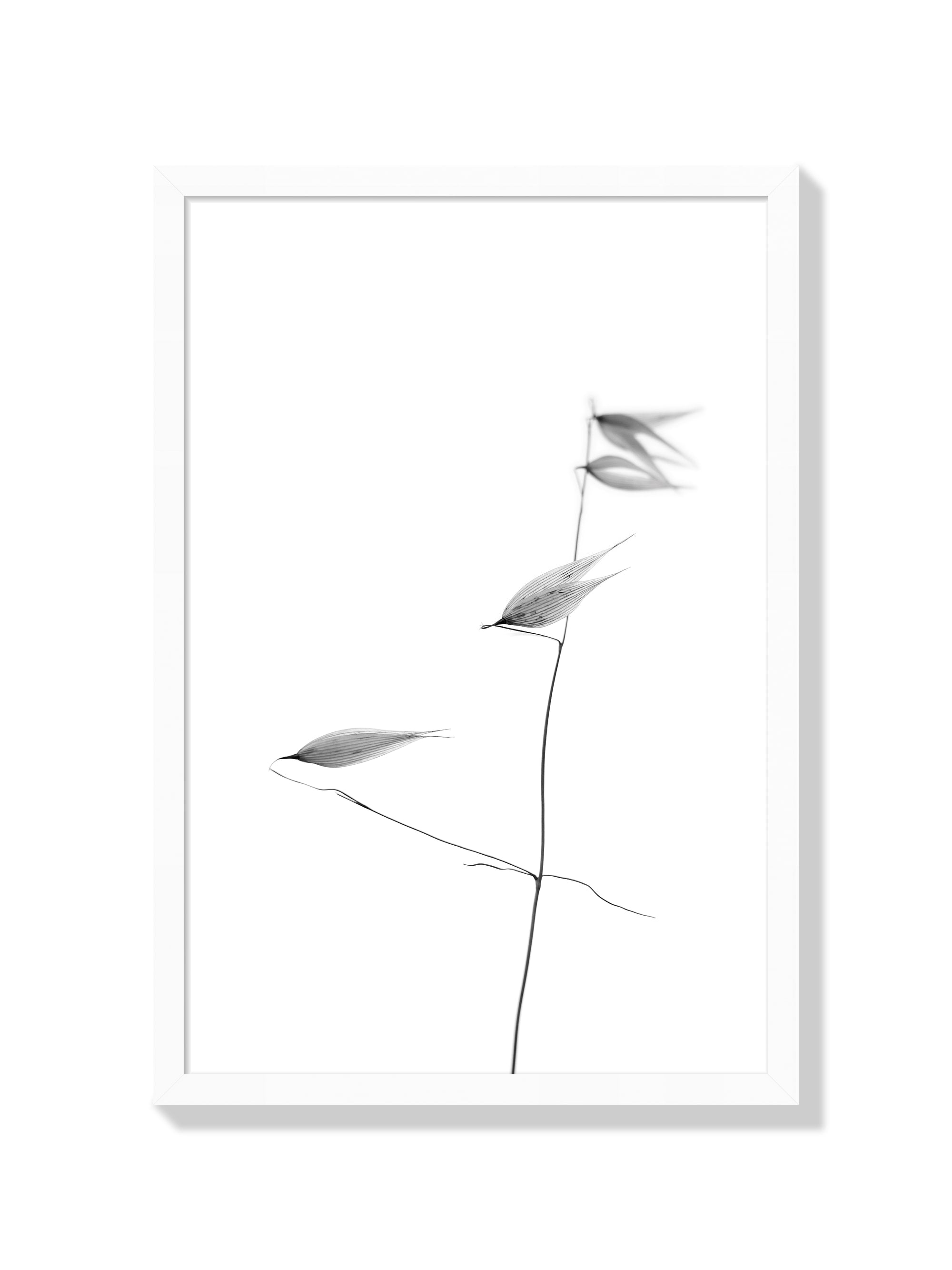 In light of current events IV - Tal Paz-Fridman - White Frame |frame=White Frame|