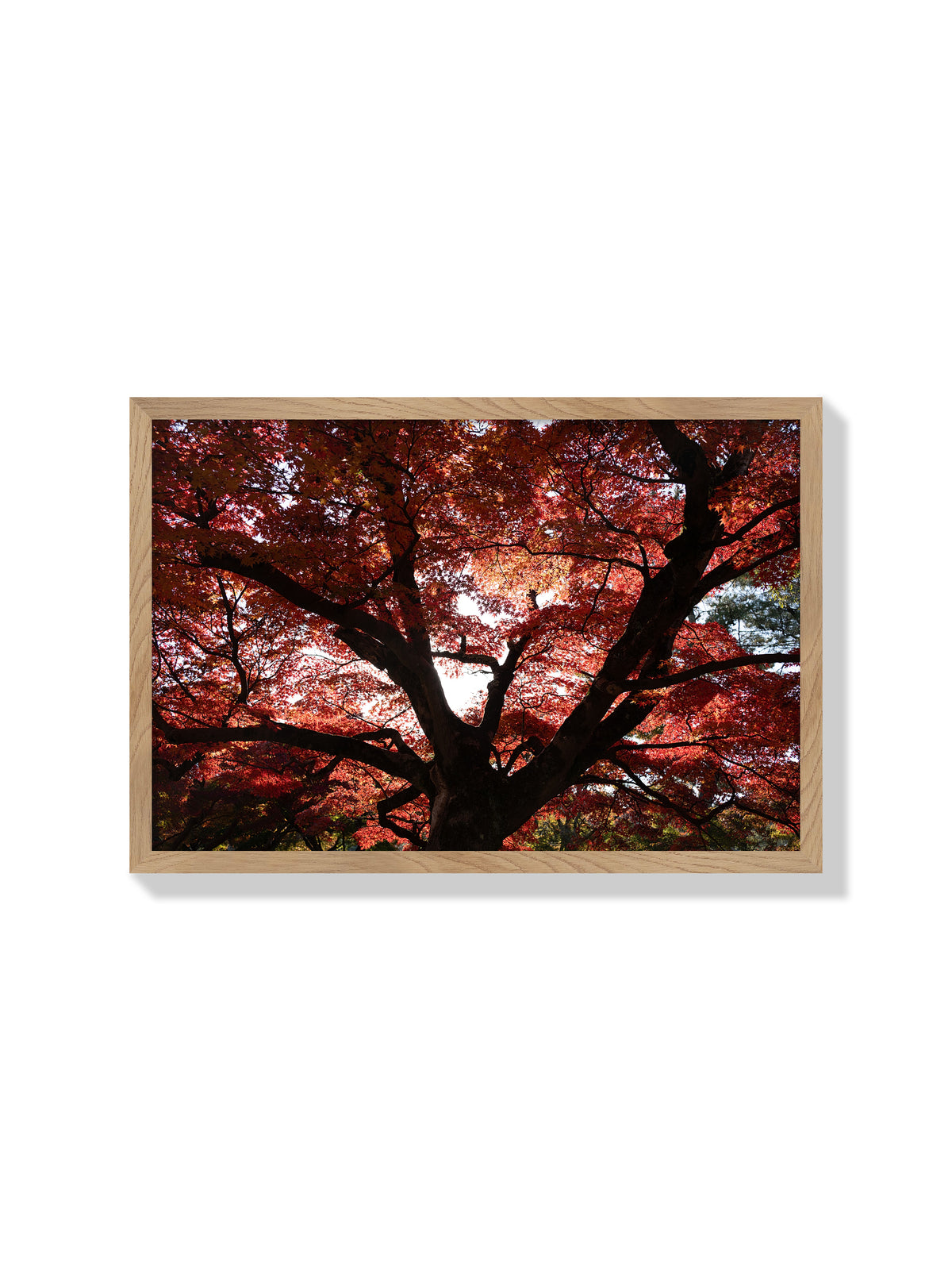 Japanese Maple Canopy - Jonny Gleason - Natural Frame |frame=Natural Frame|