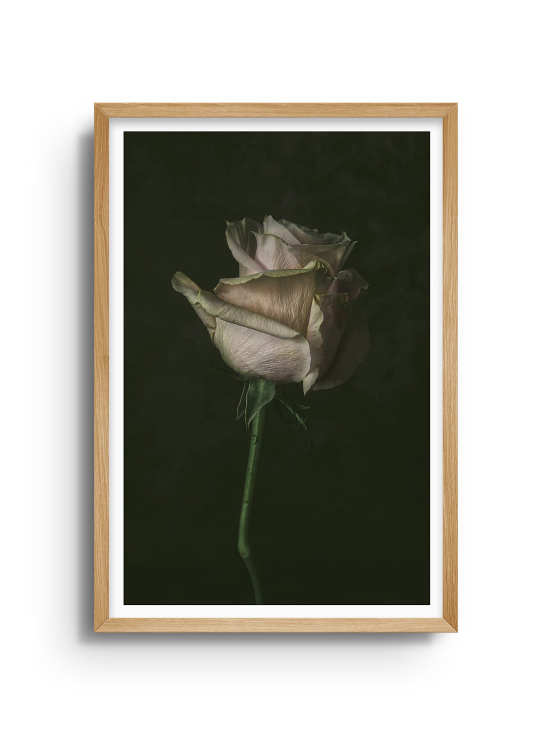 "Single Rose" fine art print by Will Arden in Natural Frame, showcasing a detailed depiction of a rose in refined elegance. |frame=Natural Frame|