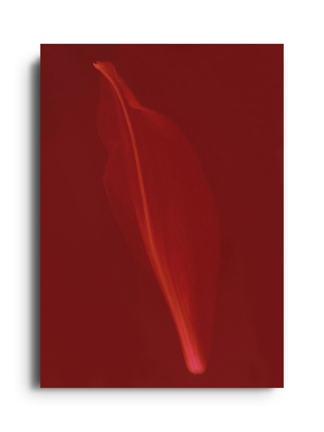 Fine art print "Petal" by Simran Pravin, unframed, showcasing a delicate floral motif on a plain background. |frame=Unframed|