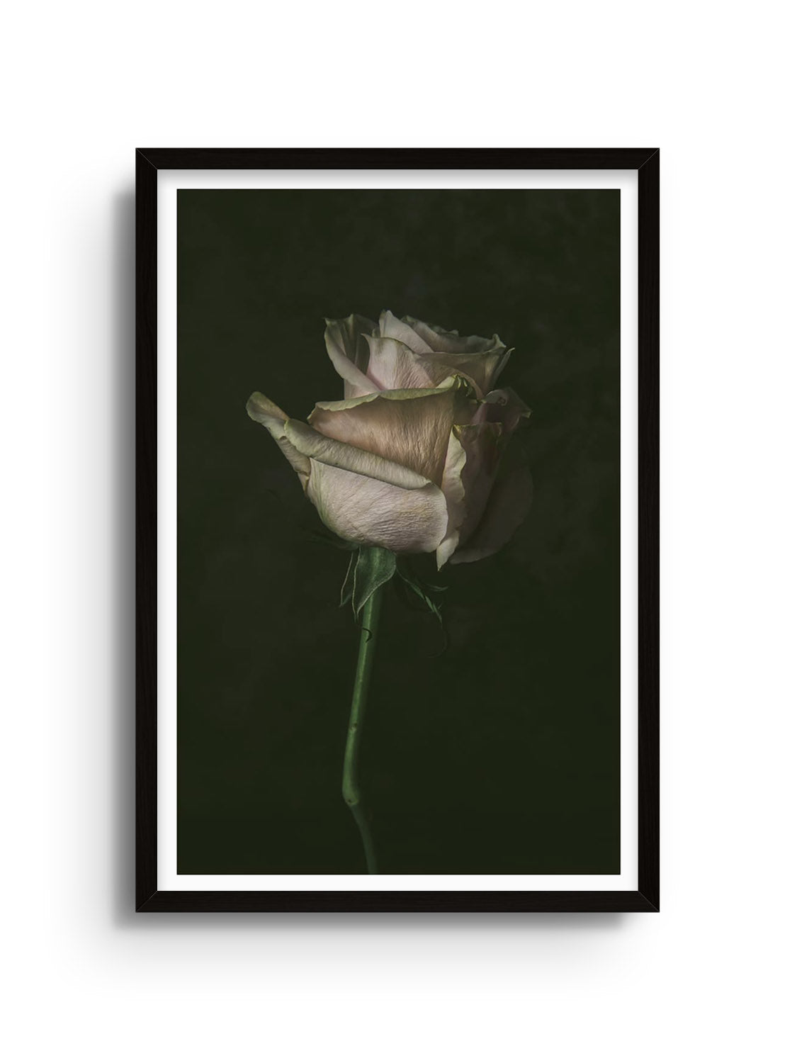 "Single Rose" fine art print by Will Arden, displayed in black frame. |frame=Black Frame|