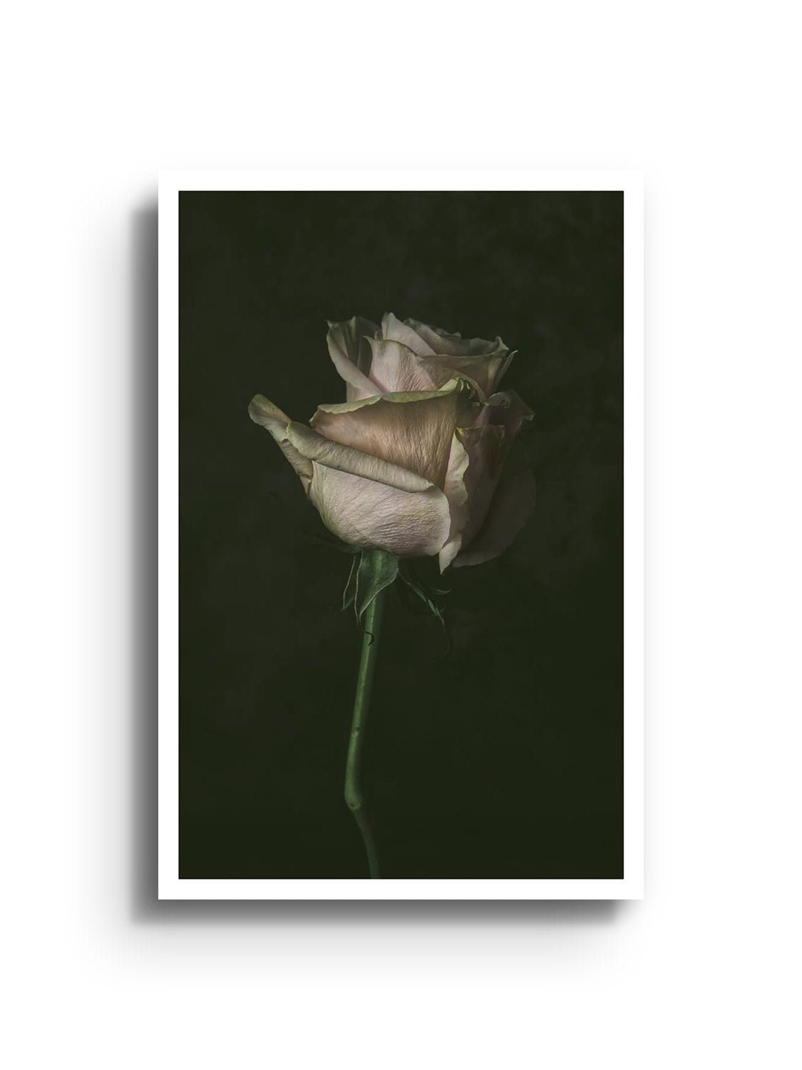 Fine art print "Single Rose" by Will Arden, unframed, showcasing a detailed rose illustration. |frame=Unframed|