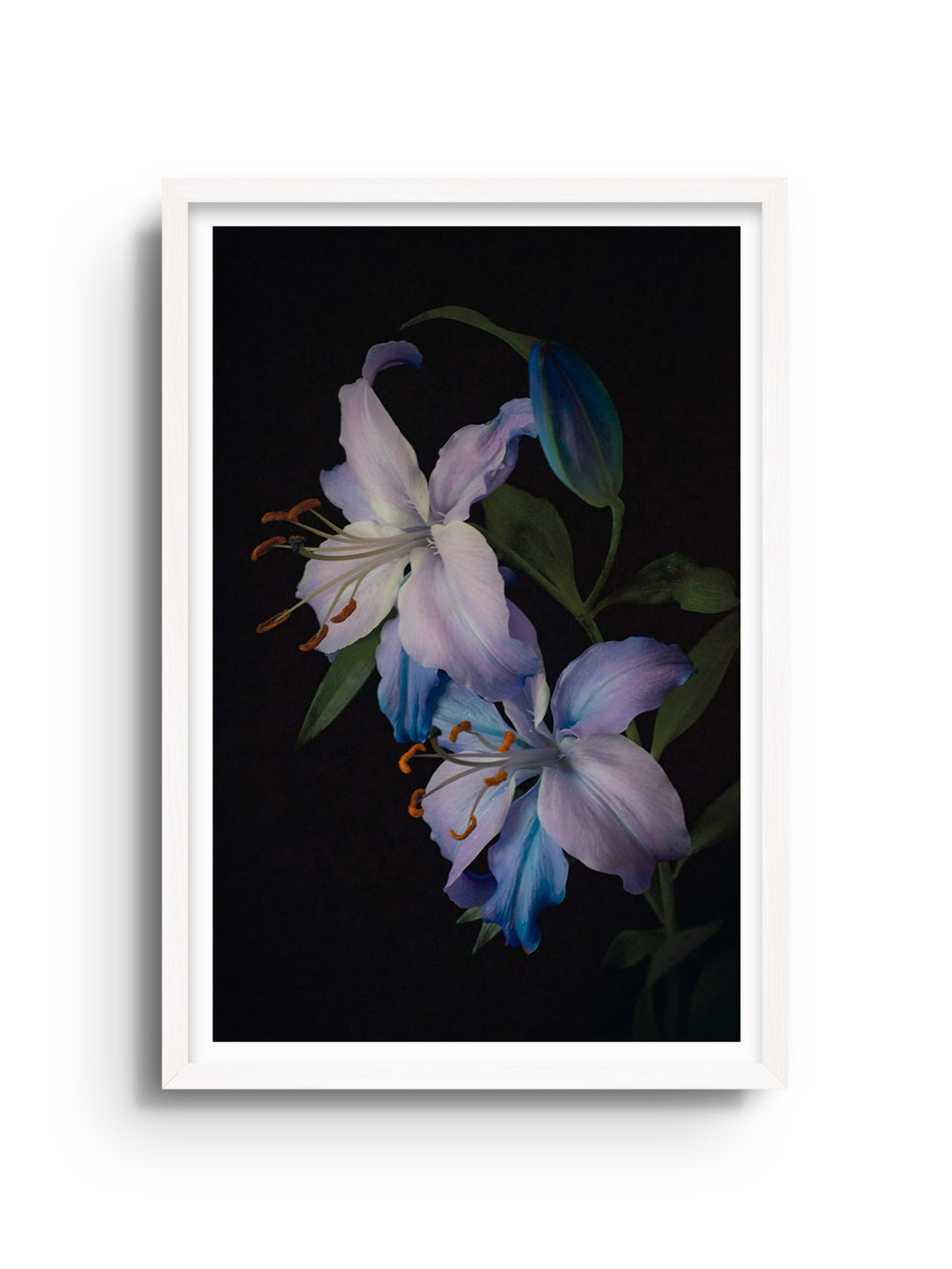 "Two Lilies" by Will Arden fine art print in white frame. |frame=White Frame|