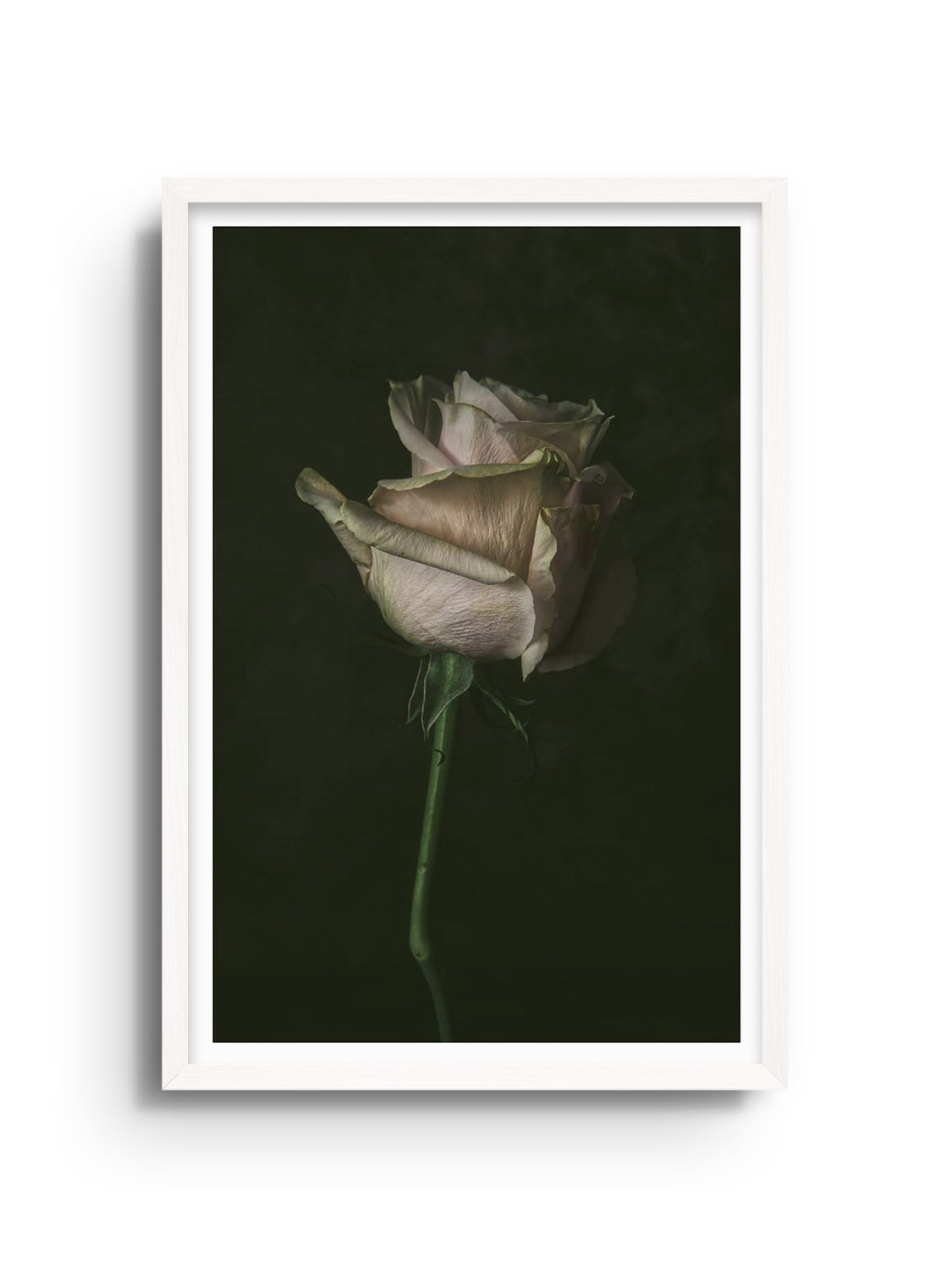 "Single Rose" by Will Arden, fine art print in white frame, featuring a detailed rose illustration. |frame=White Frame|
