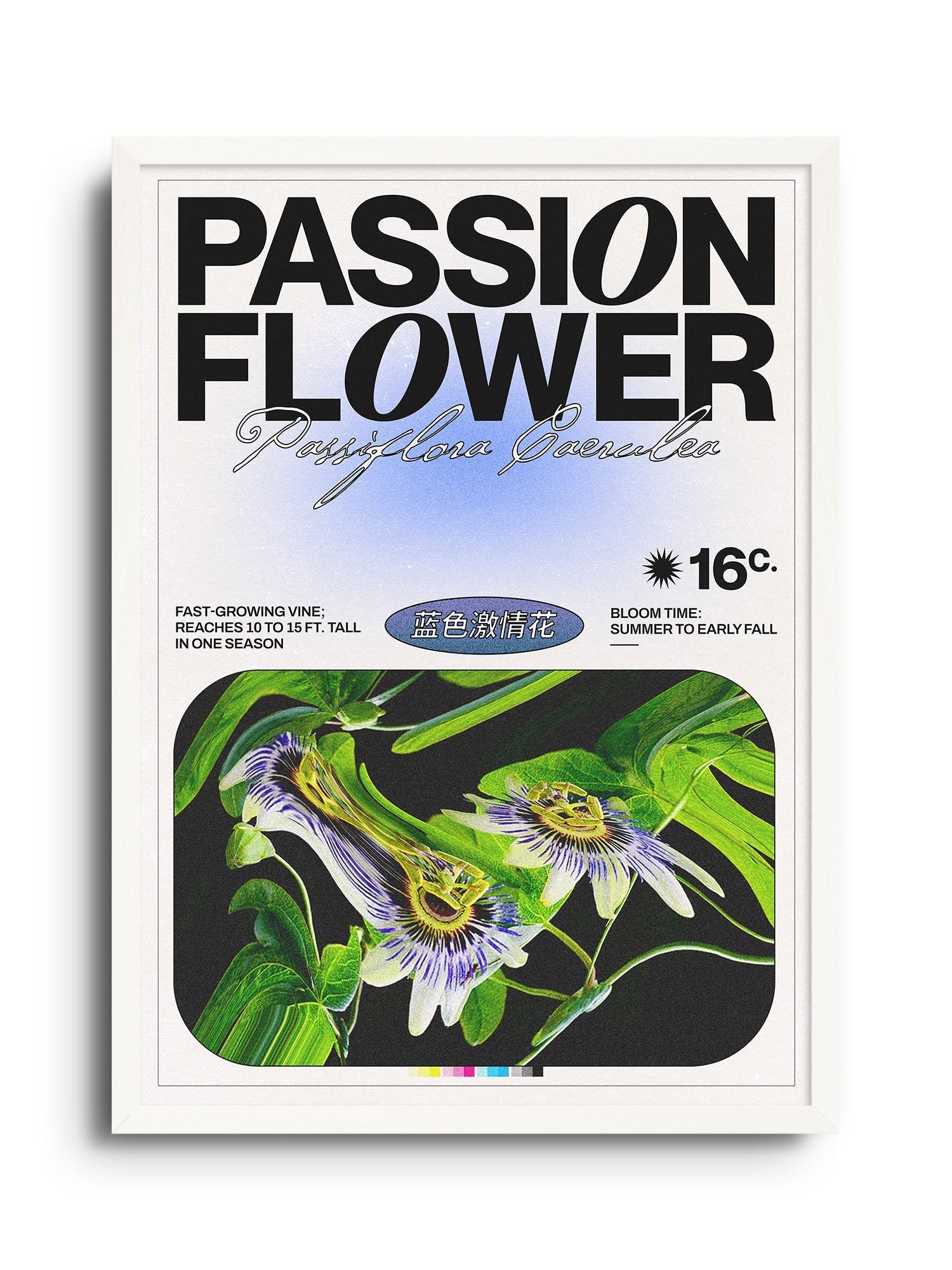 Passion Flower - Epi.to.me - East Side Studio - Art Prints