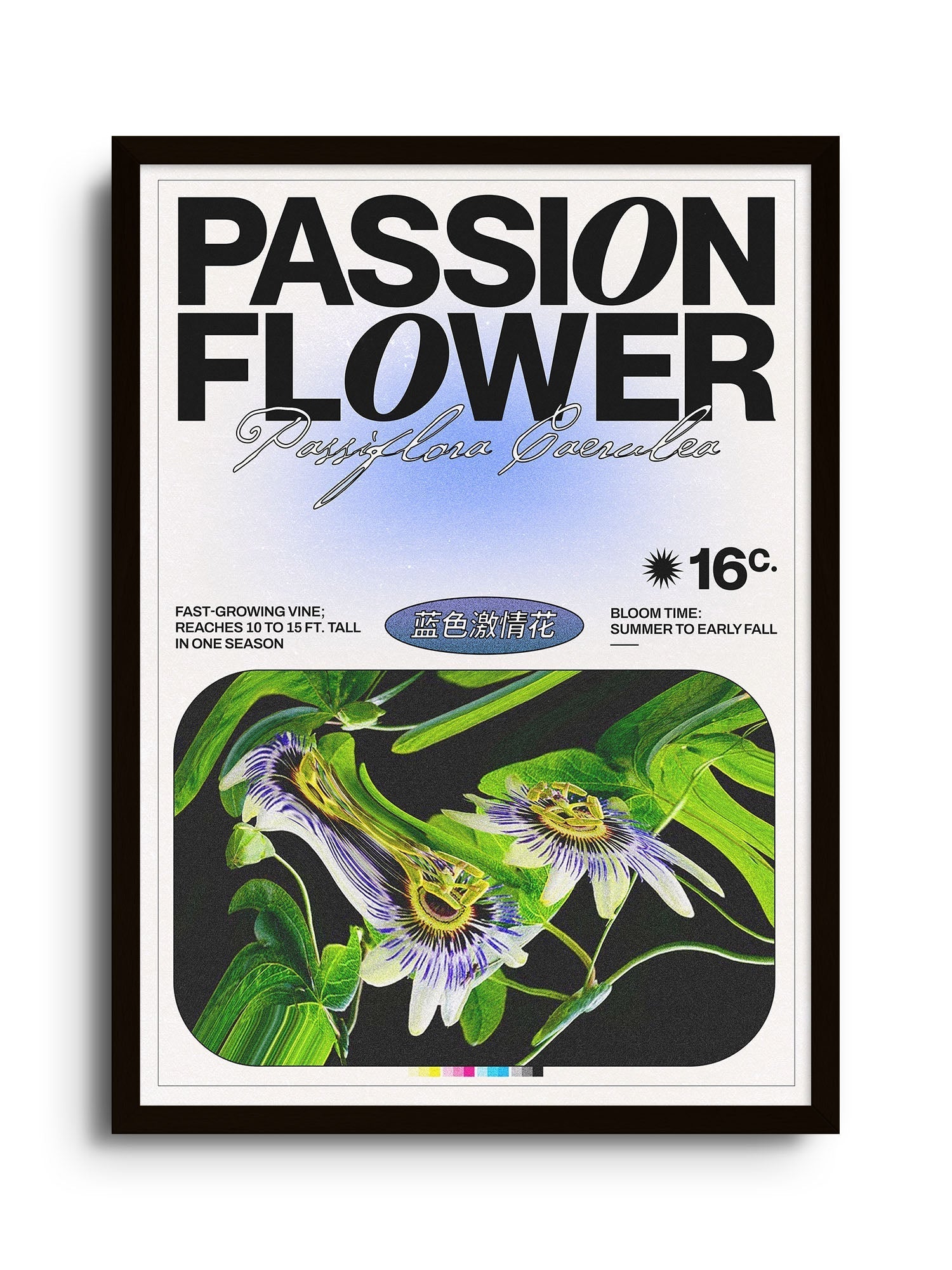 Passion Flower - Epi.to.me - East Side Studio - Art Prints