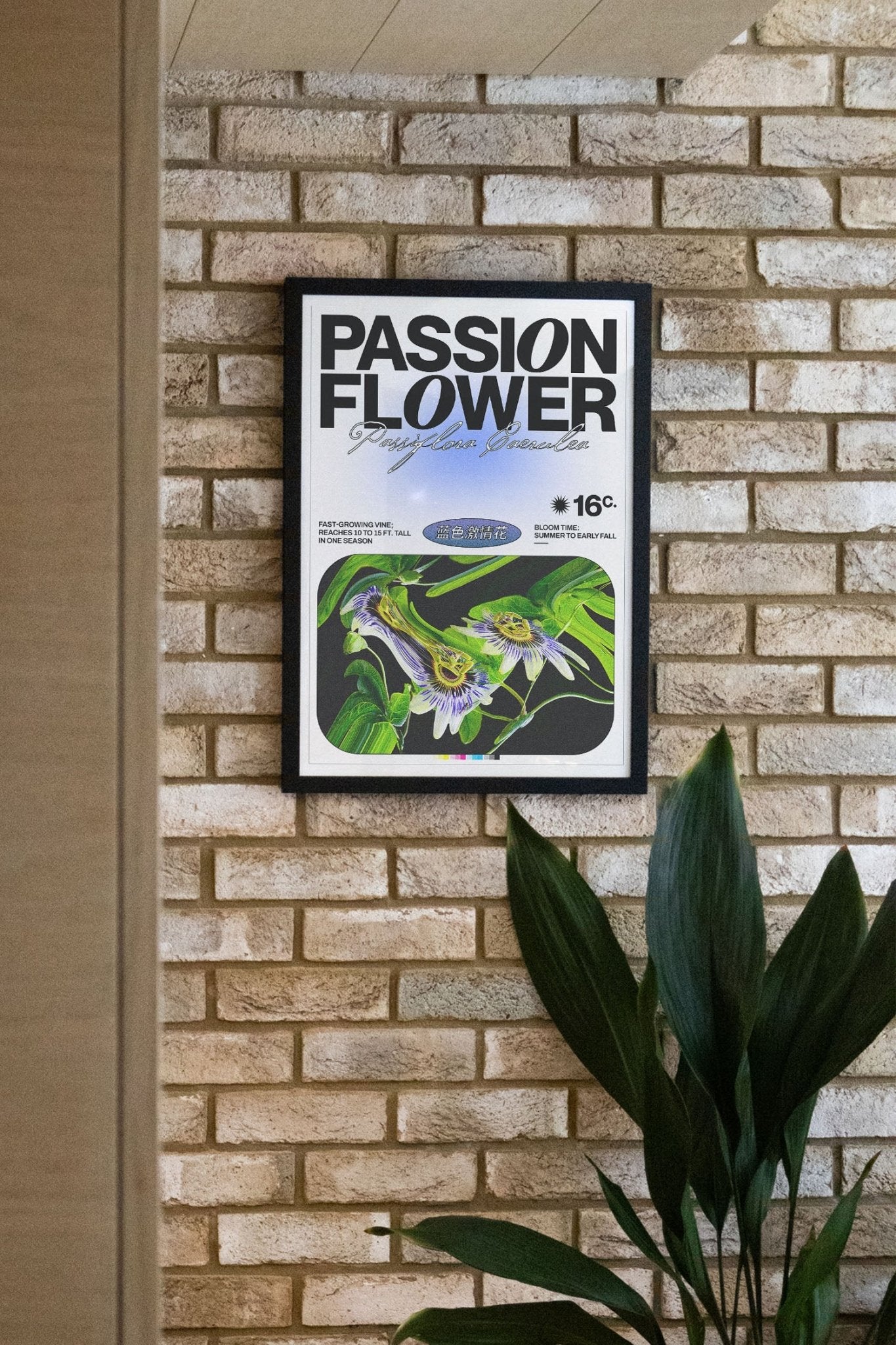 Passion Flower - Epi.to.me - East Side Studio - Art Prints