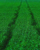 Close-up detail scan of "Track and Field" by Tal Paz-Fridman