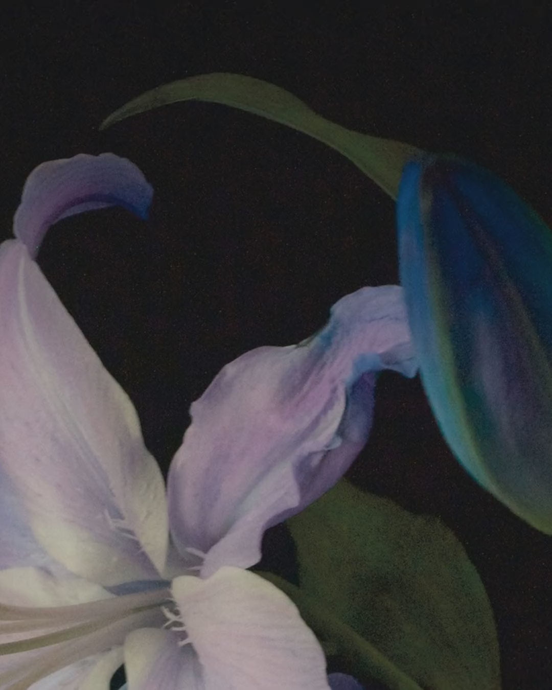 Artwork detail scan video