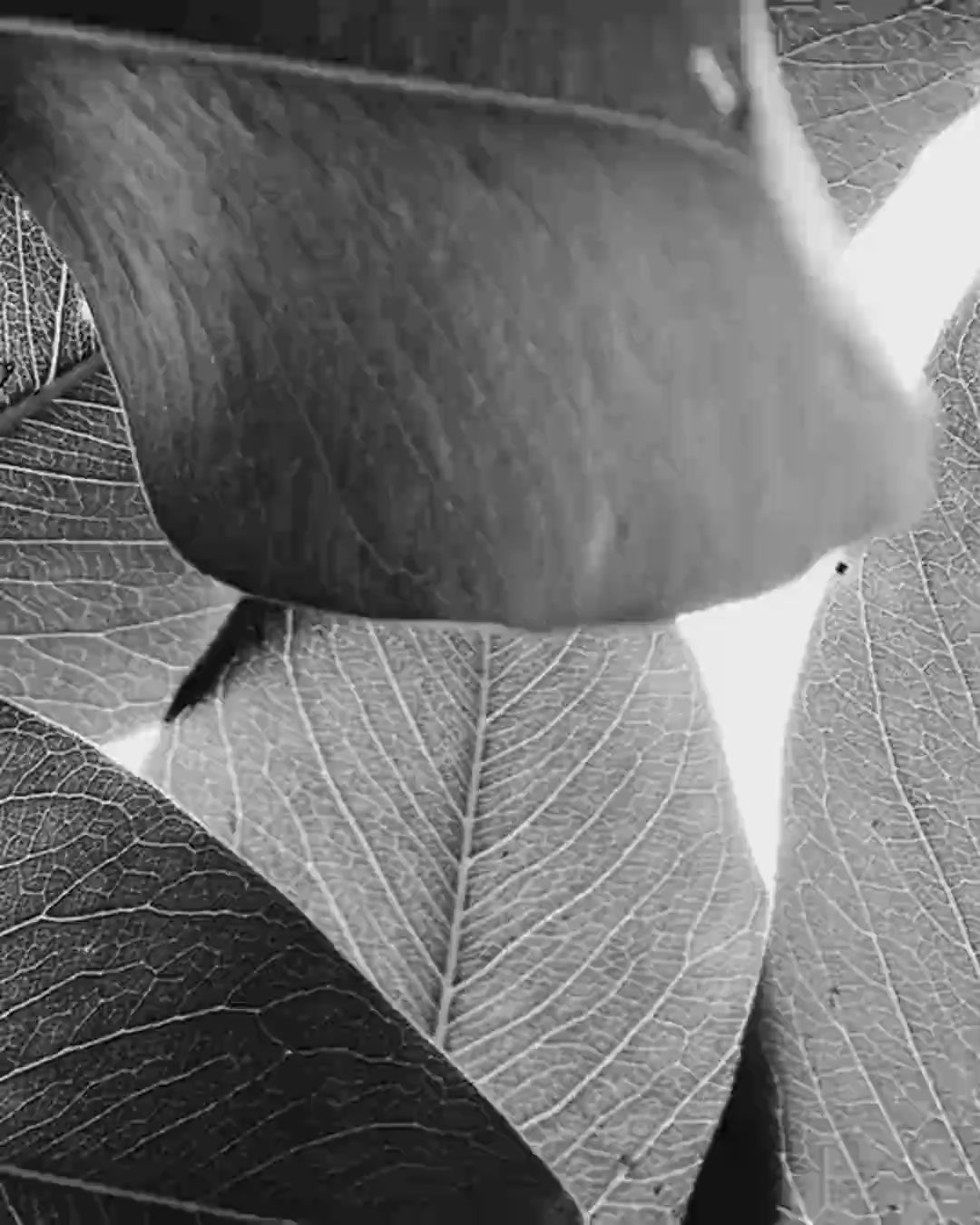 Close-up detail scan of "Branches and Leaves" by Tal Paz-Fridman