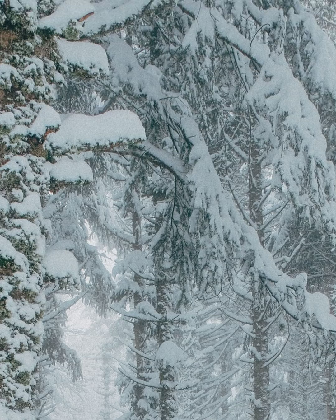 Artwork detail scan video