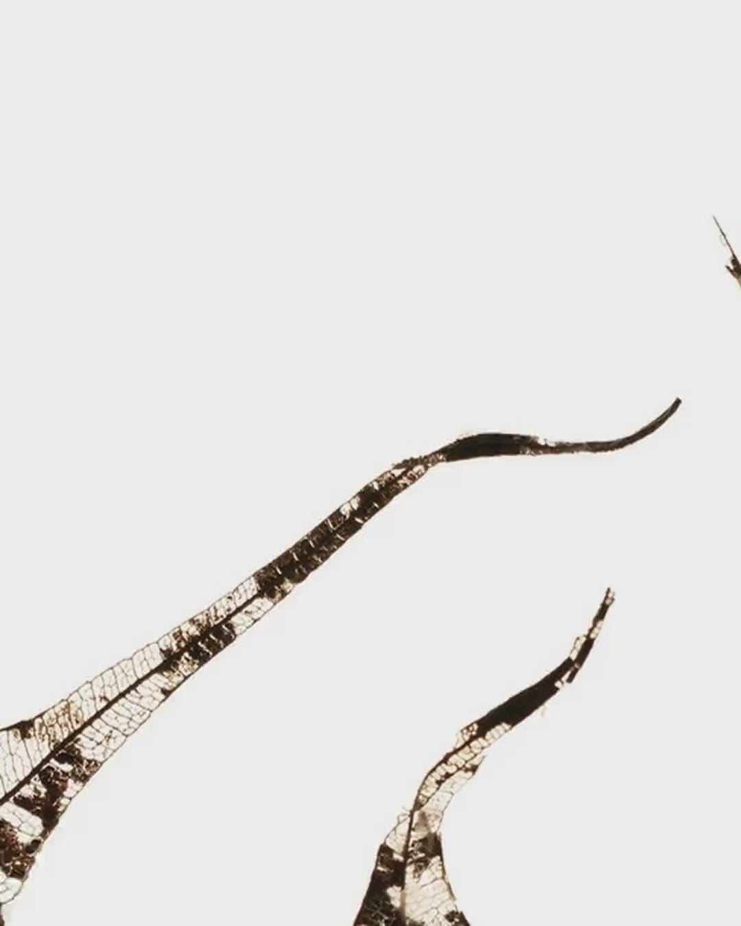 Close-up detail scan of "Fallen Leaves #1" by Tal Paz-Fridman
