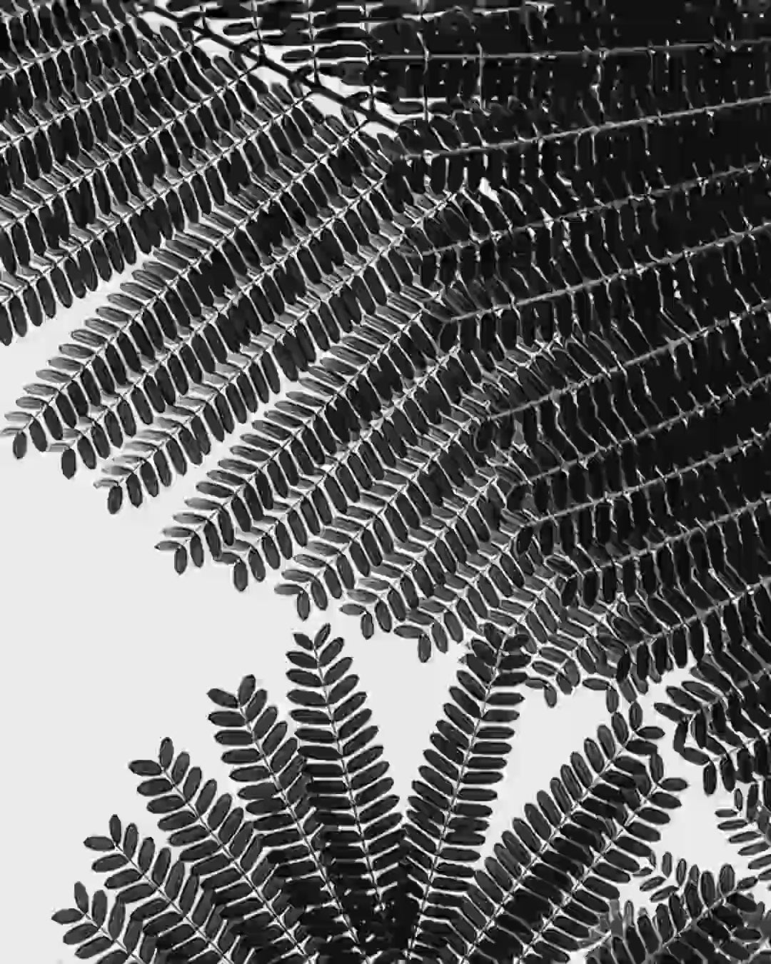Close-up detail scan of "Natural Geometries I" by Tal Paz-Fridman
