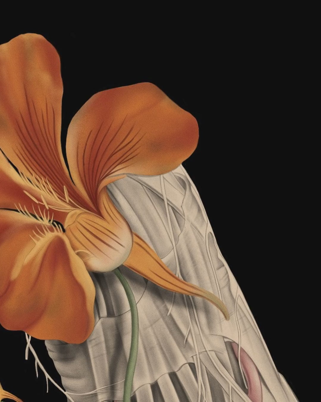 Artwork detail scan video